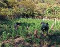 Las plantas fueron incineradas en el sitio por elementos de la Fuerza Interinstitucional Regional como medida de erradicación. ESPECIAL