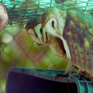 ¿Por qué los mexicanos le temen a las lechuzas de campanario?