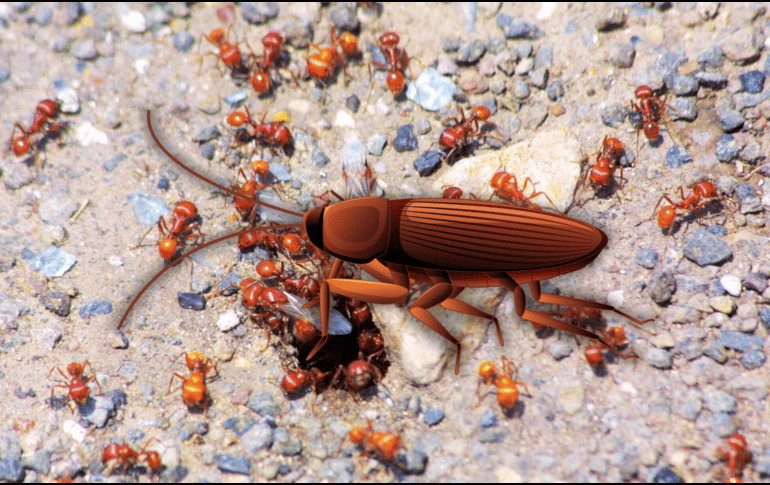 Las variaciones en la temperatura, la humedad generada por las lluvias recientes y la búsqueda de refugio de algunos insectos hacen que esta temporada sea propicia para su proliferación. EL INFORAMDOR / ARCHIVO