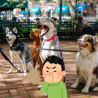 Así puedes solucionar el mal olor en tus perros