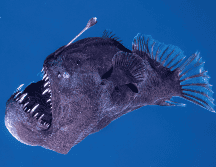 Lo que habita en las profundidades del mar, rara vez sobrevive a la superficie. EFE / Marc Martín