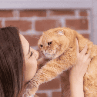 Descubre el mejor truco para ganar la confianza de tu gato rápidamente