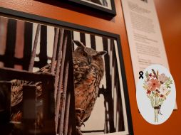 Lo que inspiró a crear esta exposición fueron las cartas de despedida que los neoyorquinos dejaron a los pies del roble favorito de Flaco. EFE: A. Colmenares / ARCHIVO