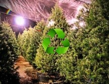 Hasta el momento se han recolectado 188 árboles navideños, que fueron usados como abono para mejorar la fertilidad del suelo. ESPECIAL / GOBIERNO DE TLAJOMULCO