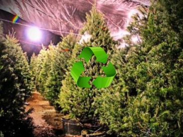 Hasta el momento se han recolectado 188 árboles navideños, que fueron usados como abono para mejorar la fertilidad del suelo. ESPECIAL / GOBIERNO DE TLAJOMULCO