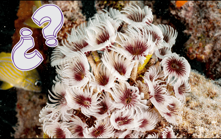 Los corales tienen características propias del Reino Animalia. EFE / ARCHIVO