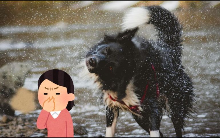 La presencia de olor a perro mojado obedece a la capa de grasa que las mascotas tienen en su lomo. UNSPLASH / T. LAKOTA