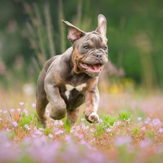 Las razas de perros con menos inteligencia, según especialista