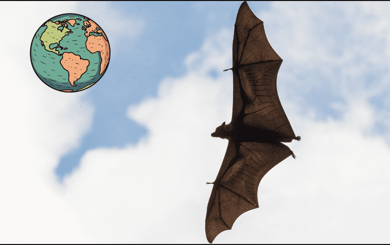 El murciélago de nariz larga mexicano ha sido catalogado como una especie en peligro bajo la Ley de Especies en Peligro de 1988 EFE / ARCHIVO