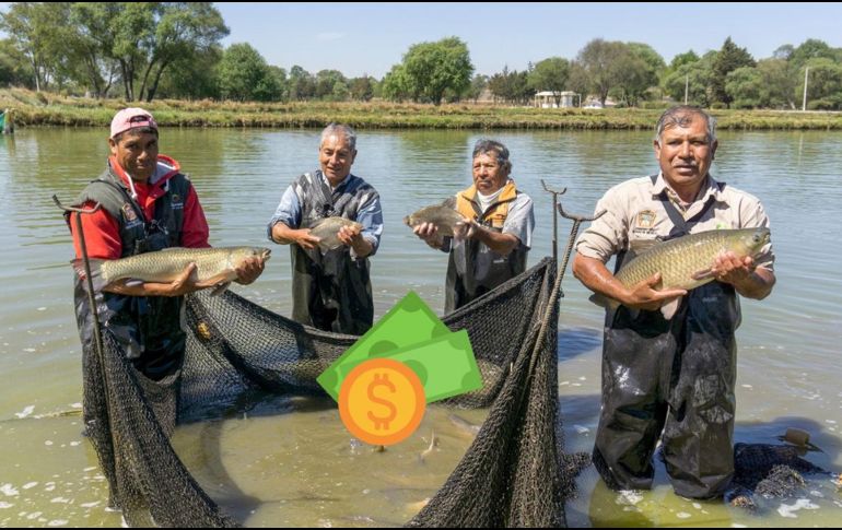Con una reforma al artículo 27 de la Constitución, quedó estipulado que el Estado debe entregar un apoyo anual directo a pescadores de pequeña escala. ESPECIAL / PROGRAMAS DEL BIENESTAR