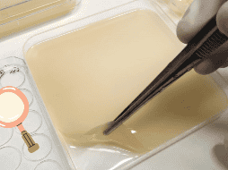 Al cubrir las heridas de las plantas con parches de celulosa bacteriana, se observó la formación de nuevas células a ambos lados del corte dos días después de la herida. EFE/ Centro de Investigación en Agrigenómica (CRAG)/ ESPECIAL