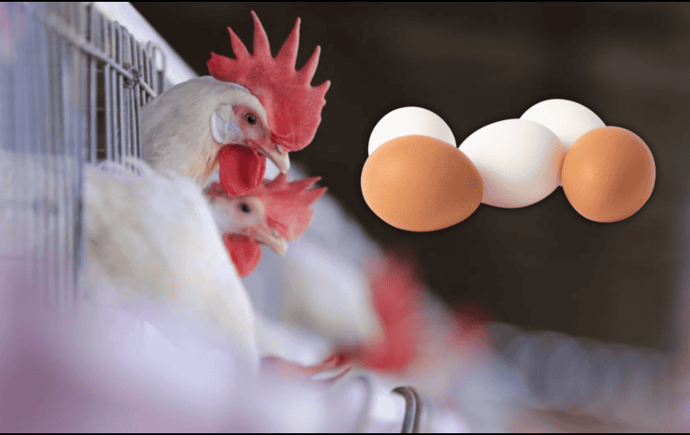 El huevo rojo subió, en la primera semana de febrero, 16% el precio al productor al alcanzar casi 46 pesos por kilo. EL INFORMADOR / ARCHIVO