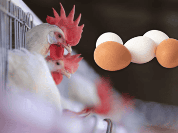 El huevo rojo subió, en la primera semana de febrero, 16% el precio al productor al alcanzar casi 46 pesos por kilo. EL INFORMADOR / ARCHIVO