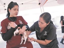 Especialistas atienden a mascotas en Zapopan. ESPECIAL
