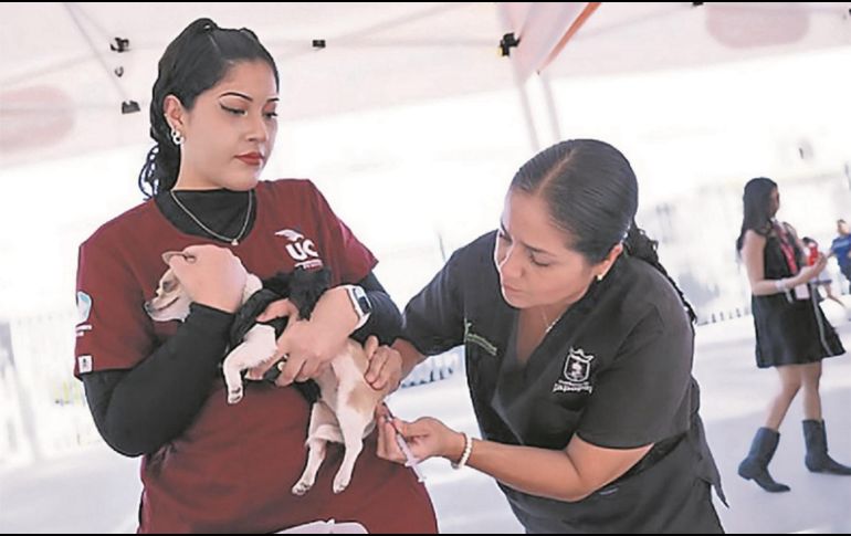 Especialistas atienden a mascotas en Zapopan. ESPECIAL