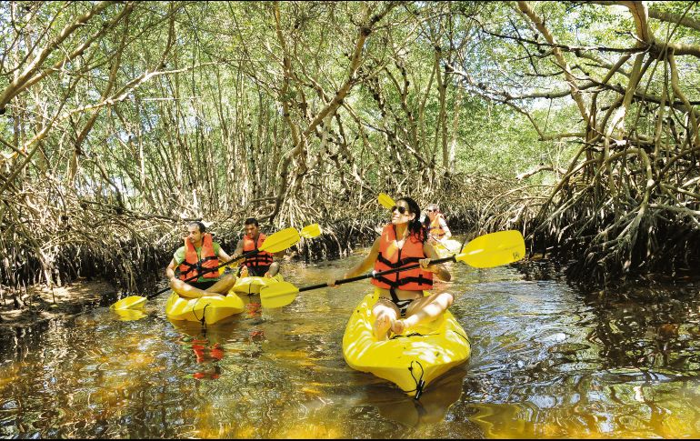 Recorridos. Paseo en por los manglares en kayak. CORTESÍA