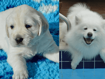 La simetría, la expresión facial y el pelaje son algunas de las características por las que una raza de perro puede considerarse fea o bonita. ESPECIAL/Imagen de liacarmona en Pixabay/Imagen de JackieLou DL en Pixabay