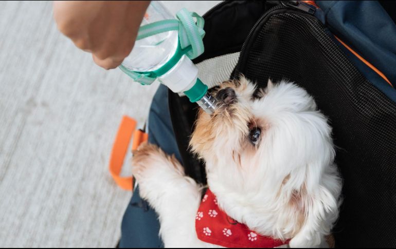 Si bien un aumento en la ingesta de agua puede ser normal en ciertas circunstancias, también puede ser una señal de problemas de salud. Unsplash