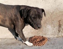 Seguir las recomendaciones garantiza el bienestar de los animalitos de la calle. SUN / ARCHIVO