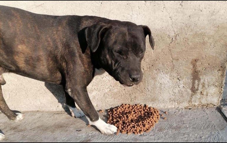 Seguir las recomendaciones garantiza el bienestar de los animalitos de la calle. SUN / ARCHIVO
