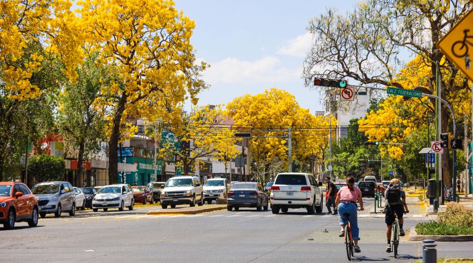 Conocido como guayacán o primavera, el Handroanthus chrysanthus o Tabebuia chrysantha es un árbol espectacular. EL INFORMADOR / ARCHIVO