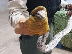 Los oficiales realizaban un recorrido de vigilancia en el cruce de las calles General Pedro María Anaya y Basilio Badillo, en donde vieron a la serpiente. CORTESÍA / Policía de Guadalajara