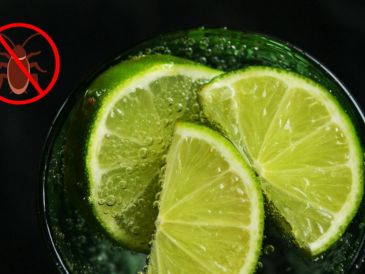 El limón cuenta con propiedades antibacterianas que ayudan a mantener las superficies limpias y libres de residuos que puedan atraer a estos insectos. Pexels y Canva