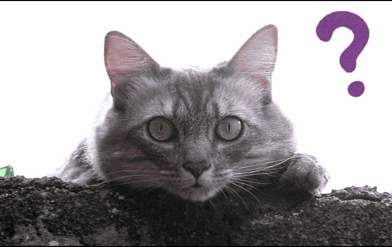 Monitorear la temperatura de un gato es un aspecto clave para su salud. NTX / ARCHIVO