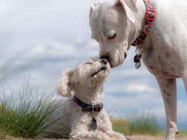 De acuerdo con Chat GPT, existen muchas razas de perros reconocidas por su fidelidad y lealtad hacia sus dueños. ESPECIAL/Imagen de Steve Adcock en Pixabay