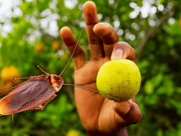 El limón cuenta con propiedades antibacterianas que ayudan a mantener las superficies limpias y libres de residuos que puedan atraer a las cucarachas. AP / ARCHIVO