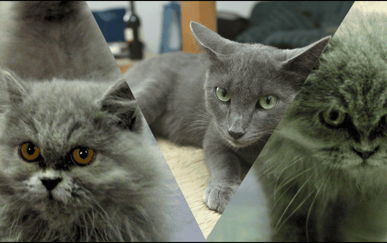 Estas son las razas de gato recomendadas por la IA. EFE / EL INFORMADOR / ARCHIVO