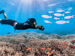 Los investigadores piensan que muchas especies de peces y otros seres vivos pueden identificar a las personas. ESPECIAL
