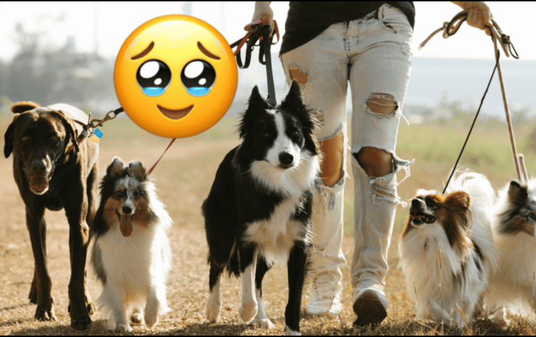 Los perros son una de las mascotas más populares en todo el mundo. PEXELS / CANVA