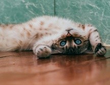 Siempre es importante concientizar sobre estas mascotas. UNSPLASH / D. SHATOVA