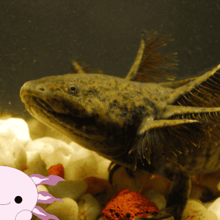 Ajolote: De deidad a animal en peligro de extinción