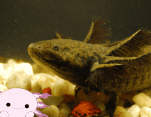 Los ajolotes se encuentran en peligro de extinción. EFE / ARCHIVO