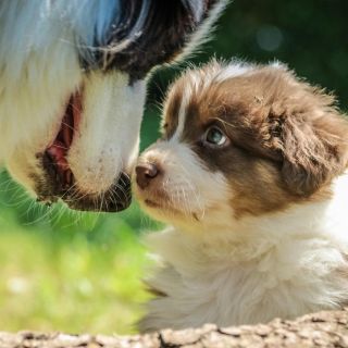 Esta es la raza de perro más huraña que existe