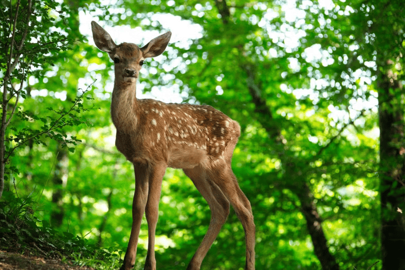 Bambi. ESPECIAL/STAR CASTLE. 