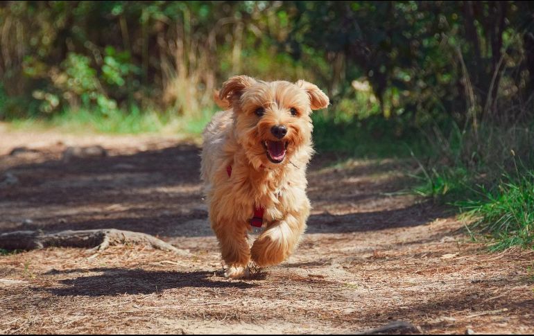 En el CIA también se ofrecen consultas médicas, desparasitación y vacunación a bajo costo, en caso de desear que la mascota tenga un seguimiento después de su esterilización. Pixabay.