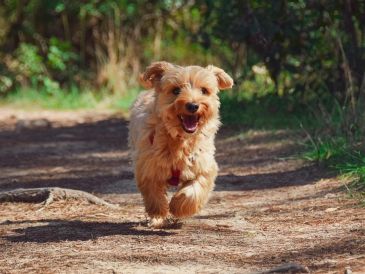 En el CIA también se ofrecen consultas médicas, desparasitación y vacunación a bajo costo, en caso de desear que la mascota tenga un seguimiento después de su esterilización. Pixabay.