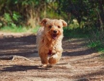 En el CIA también se ofrecen consultas médicas, desparasitación y vacunación a bajo costo, en caso de desear que la mascota tenga un seguimiento después de su esterilización. Pixabay.