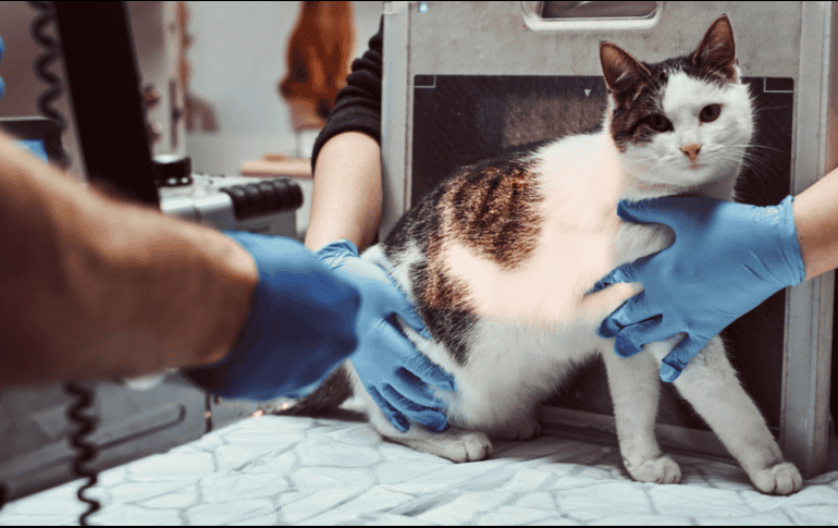 Lamentablemente la mascota perdió la vida. Foto ilustrativa de Freepik