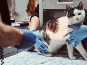 Lamentablemente la mascota perdió la vida. Foto ilustrativa de Freepik