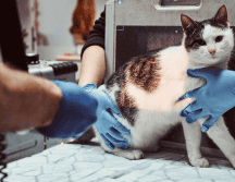 Lamentablemente la mascota perdió la vida. Foto ilustrativa de Freepik