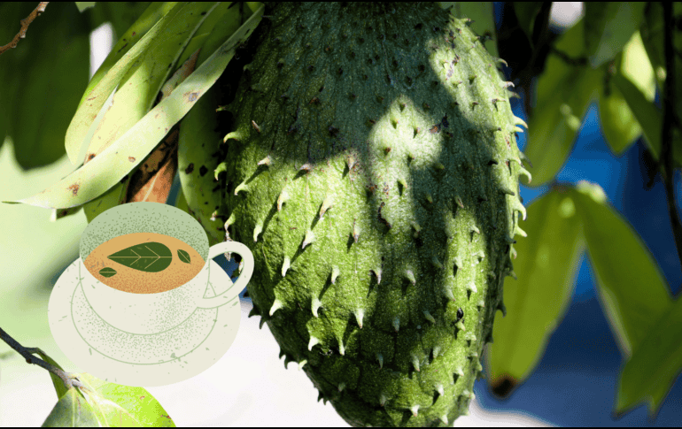 La guanábana, también conocida como graviola, es una fruta tropical de la familia de las Annonáceas. UNSPLASH/ A. Iramu