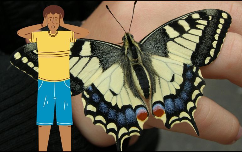 Marcelo Duarte, director del Museo de Zoología de la Universidad de São Paulo y experto en mariposas, señaló que aún hay poca investigación sobre los efectos de estos compuestos en las personas. CANVA