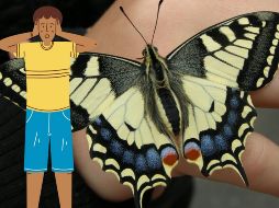 Marcelo Duarte, director del Museo de Zoología de la Universidad de São Paulo y experto en mariposas, señaló que aún hay poca investigación sobre los efectos de estos compuestos en las personas. CANVA