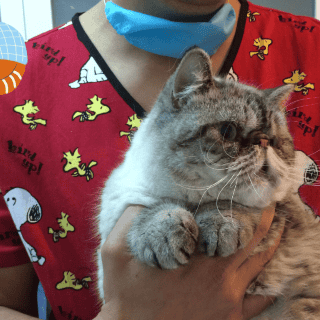 Conoce las posibles causas de la pérdida de pelo en tu gato