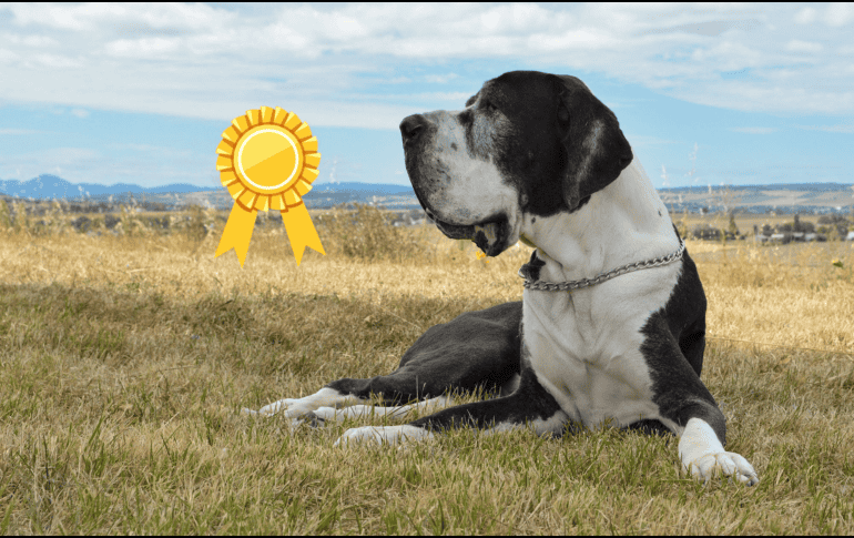 Estas razas de perros son las mejores calificadas para cuidar de nuestros hogares. CANVA/ ESPECIAL