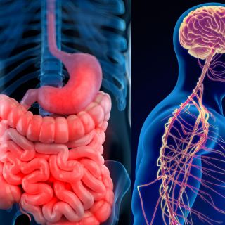 Descubren que el sistema nervioso facilita el crecimiento del cáncer de estómago